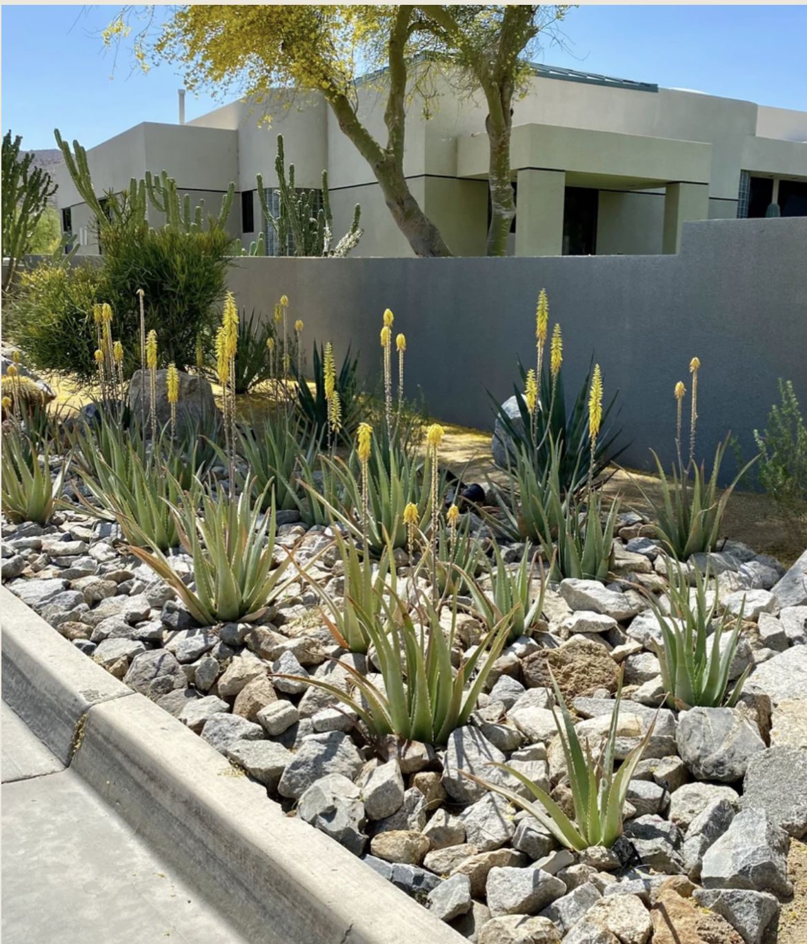 Aloe vera landscape with natural stones